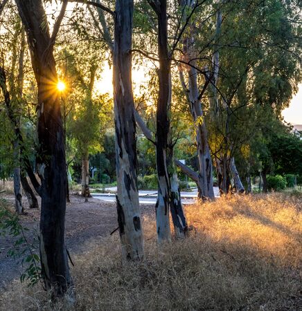 Wood Athensの写真素材