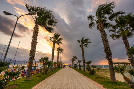 Palm alley, bright cloudy sky and green palm treesの写真素材