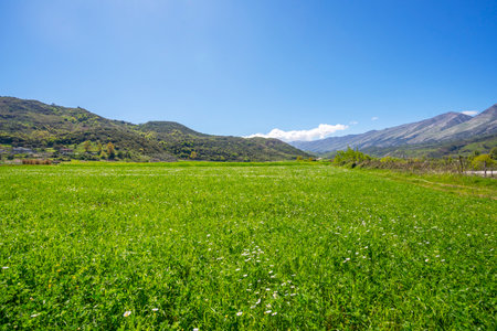 Summer landscape with green fieldsの写真素材