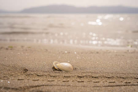 Green leaf on the stone on a beach sand. High quality photoの写真素材
