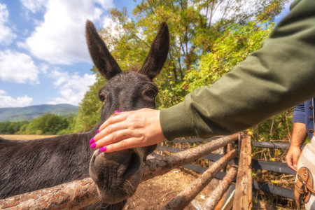 Close Up Donkey Face Portrait in Albaniaの写真素材