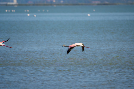 Captivating Flamingo Ballet in Albanian Lagoonsの写真素材