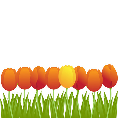 Bright orange tulips isolated on white background.  illustration.のイラスト素材