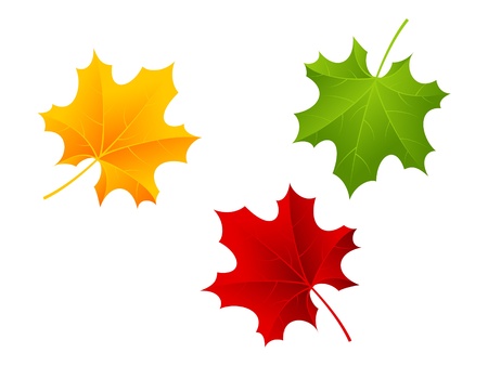 Red, green and orange maple leaves. Vector illustration.のイラスト素材