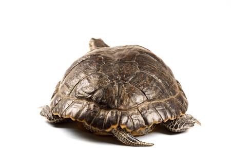 Red-eared slider isolated on a white background.