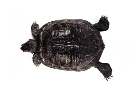 Red-eared slider isolated on a white background.