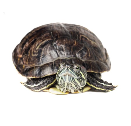 Red-eared slider isolated on a white background.の写真素材