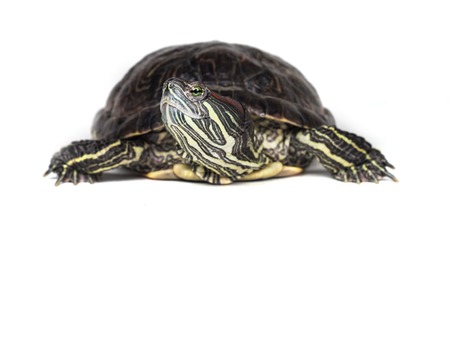 Red-eared slider isolated on a white background.