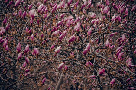 a huge number of magnolia budsのeditorial素材