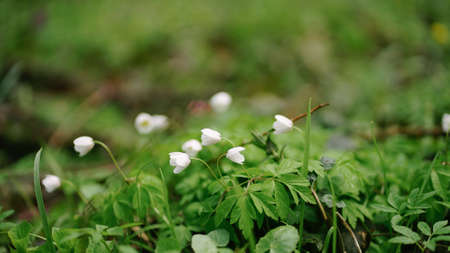 The first white spring flowers bloomed in the forest