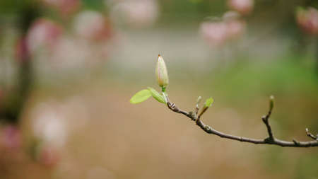 Emphasis on magnolia bud branch in spring morning park