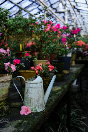 In the greenhouse, pots with flowers stand on a shelf and in the foreground is a blue watering canの写真素材