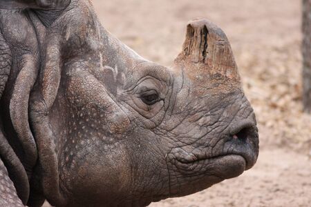 Rhinoceros の写真素材