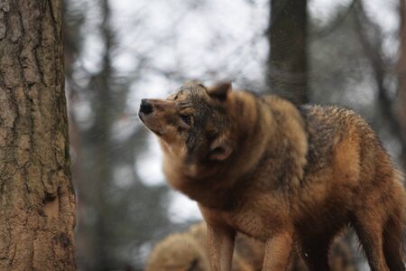 Gray Wolf Canis Lupus