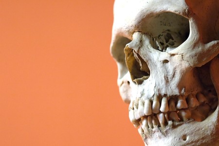 Close up of a human skullの写真素材
