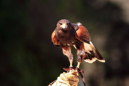 Young Black-chested Buzzard-eagle - Geranoaetus melanoleucusの写真素材