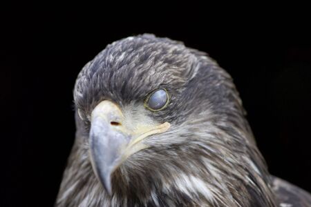 Young Black-chested Buzzard-eagle - Geranoaetus melanoleucusの写真素材