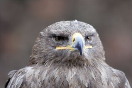 Young Black-chested Buzzard-eagle - Geranoaetus melanoleucus