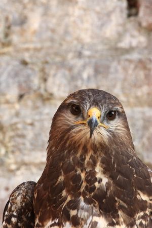 Harris Hawkの写真素材