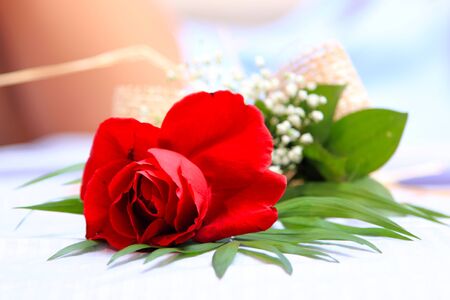 Beautiful young woman in bed with rose の写真素材