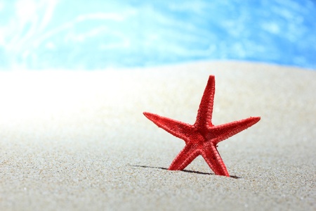 Red starfish in the sand on the beachの写真素材