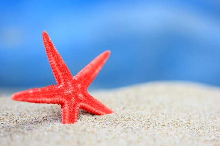 Red starfish in the sand on the beachの写真素材