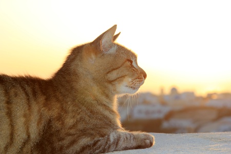 Cat at sunset in Oia Santorini Greeceの写真素材