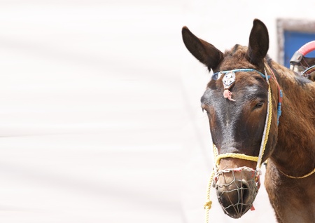A donkey used for carrying tourists up from the harbour at Fira, Santorini (a 1,000ft climb)の写真素材