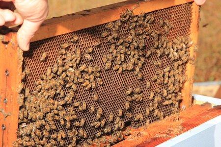 bees inside the hive close up