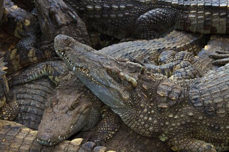 Crocodiles in water in Thailandの写真素材