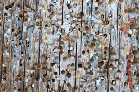 Old wood log closeup