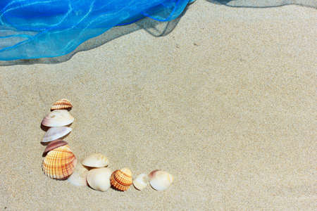Sea shells on the sand on the beach