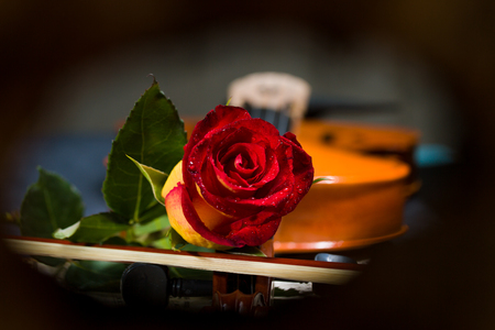 Violin sheet music and rose black composition still life musicの写真素材