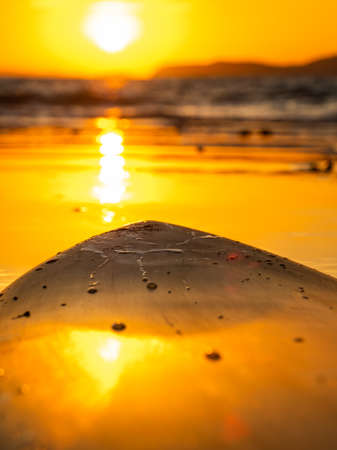 Surfboard on the beach at sunsetの写真素材