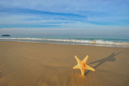 Starfish on the tropical beachの写真素材