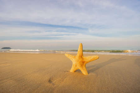 Starfish on the tropical beachの写真素材