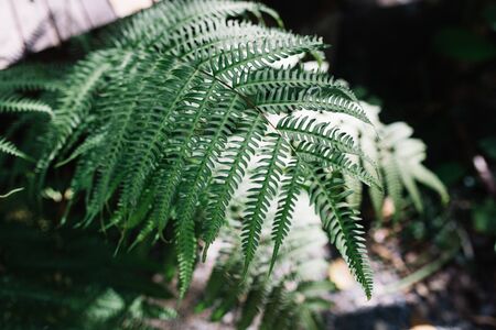 sunlight on close up fern leaves in forest.