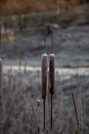 Cattail, breeding aquatic plants in spring with the help of the wind.の写真素材