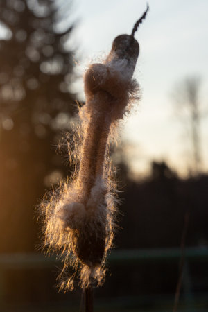 Cattail, breeding aquatic plants in spring with the help of the wind.の写真素材