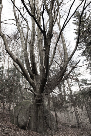 The death of the trees is called a bark beetle