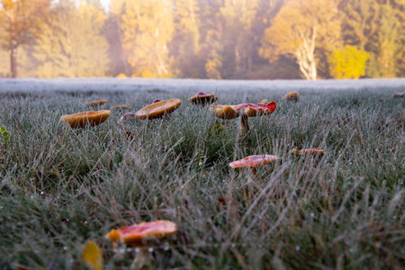 Mushrooms, frozen red toadstool before winterの写真素材