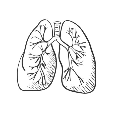lungs doodle drawing, Medical background. Excellent vector illustration, EPS 10のイラスト素材