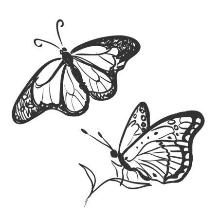 doodle butterfly isolated on white, excellent vector illustration, EPS 10のイラスト素材