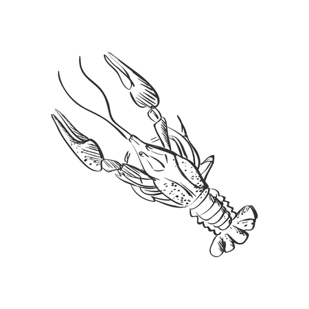 doodle lobster isolated on the white background, excellent vector illustration のイラスト素材