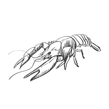 doodle lobster isolated on the white background, excellent vector illustration のイラスト素材