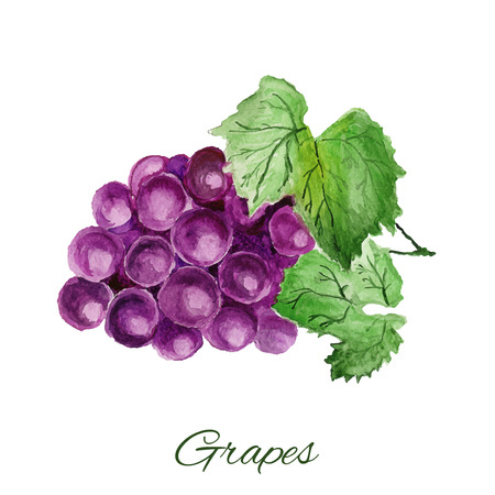 grapes. watercolor painting on white backgroundのイラスト素材