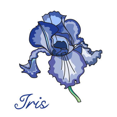 Iris flowers isolated on white backgroundのイラスト素材