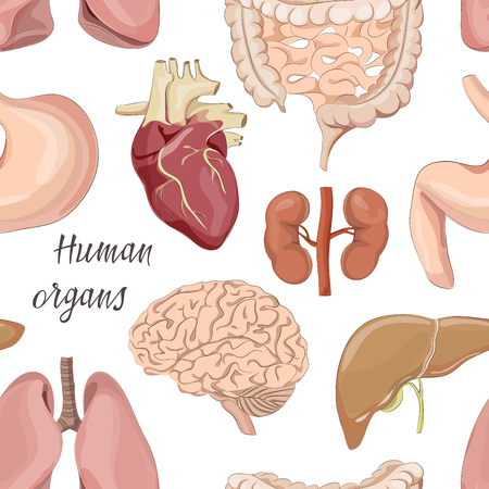 Different human organs set pattern with brain heart lungs stomach bowels kidneys isolated on white background vector illustrationのイラスト素材