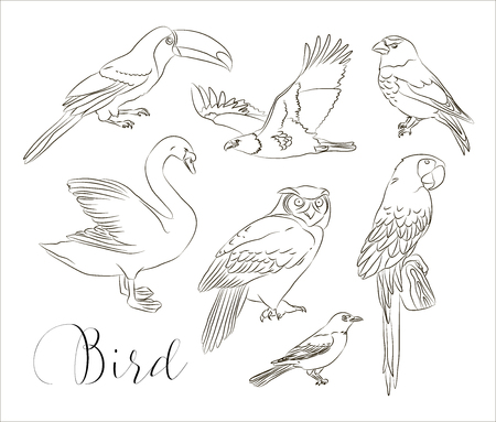 Bird collection setのイラスト素材