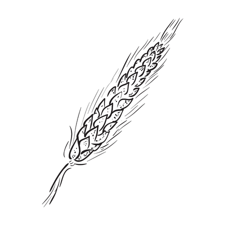 Sketch Ear of wheatのイラスト素材